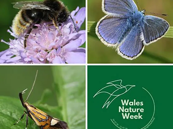 A bee on a purple flower, a blue butterfly, a small orange moth on a leaf, and the Wales Nature Week logo on a green background