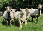 Back with a baa - Greenmeadow Farm reopening date confirmed