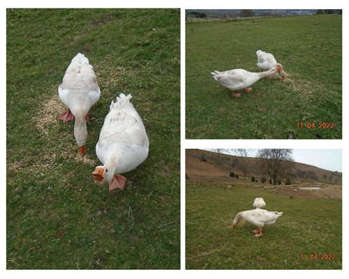 Geese montage (5)