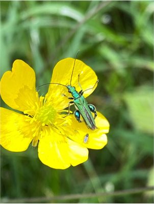 Insect sitting on a yellow buttercup