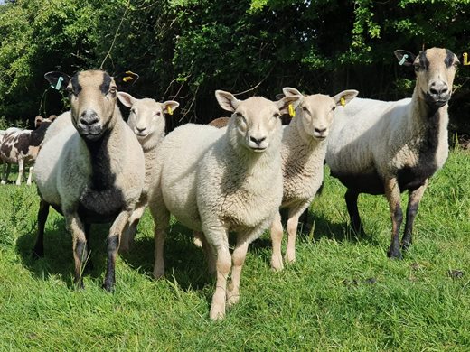Sheep at Greenmeadow Farm