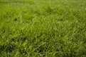 Grass cutting reduced in the borough