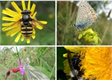 Let parts of your garden grow wild and nature will thank you