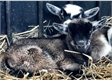 Greenmeadow Farm to reopen