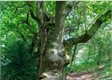 Seven fantastic trees ready to fight it out for this year's Wales Tree of the Year