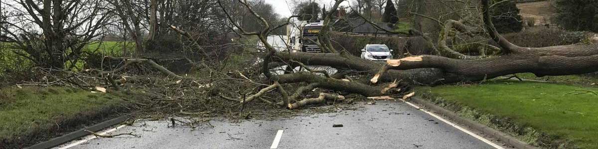 Fallen tree blocking road