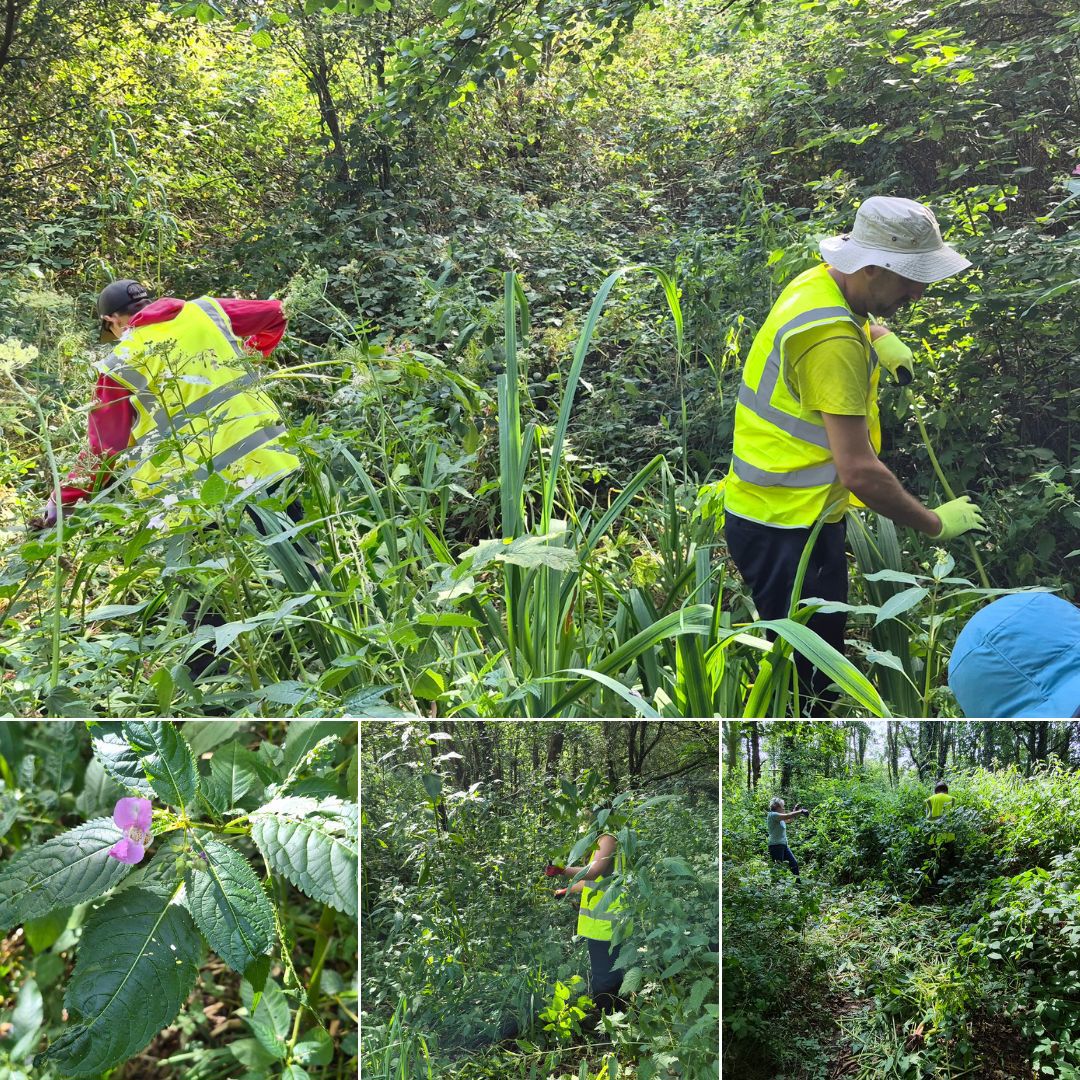 Volunteers clearing invasive Himalayan balsam from a densely overgrown woodland area.