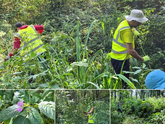Volunteers clearing invasive Himalayan balsam from a densely overgrown woodland area.