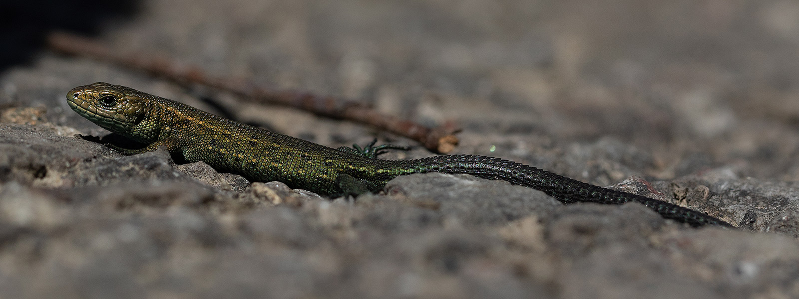 Common Lizard
