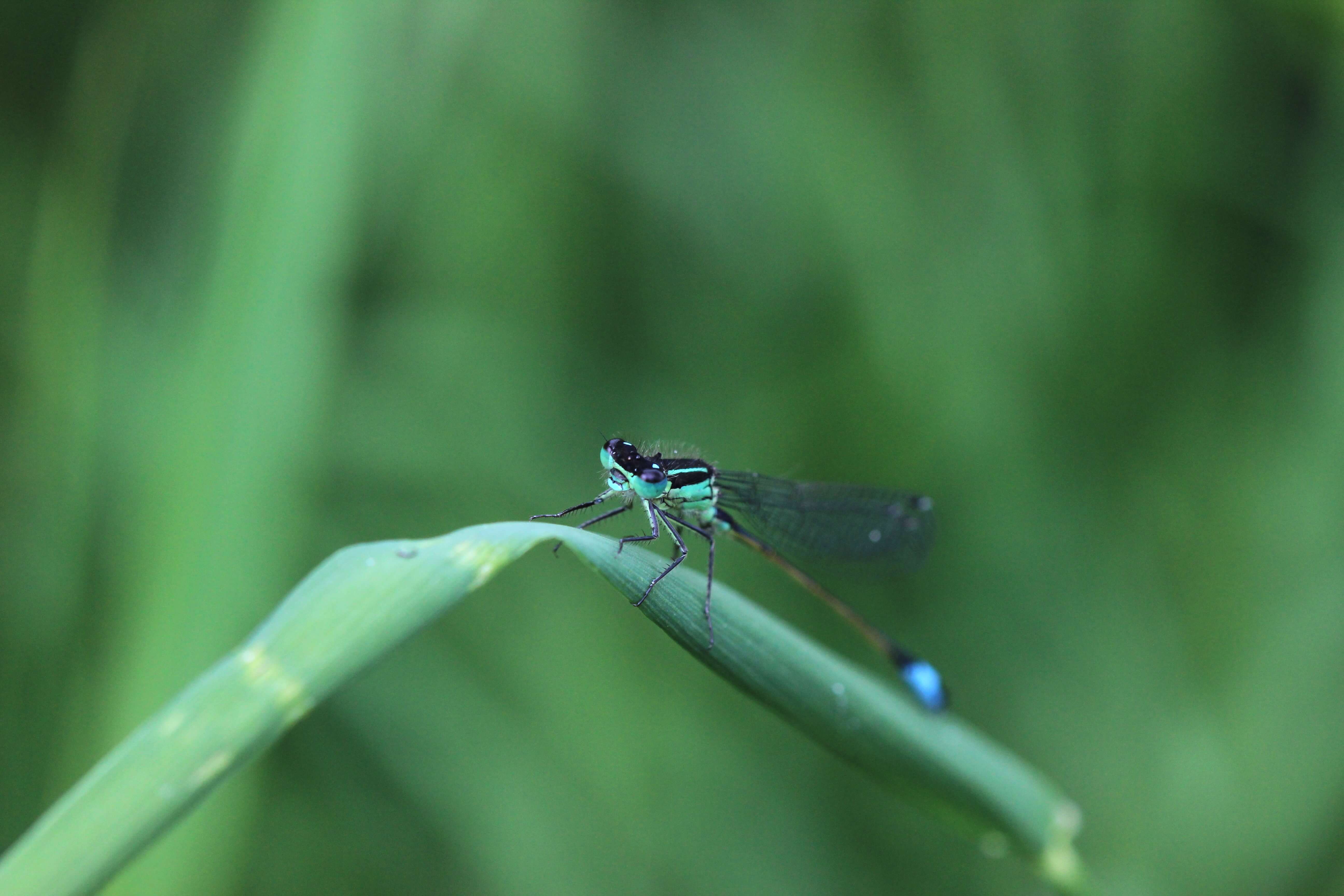 A close-up of a damselfly perched on a curved green blade of grass, with a blurred green background.