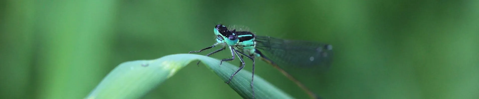 A close-up of a damselfly perched on a curved green blade of grass, with a blurred green background.