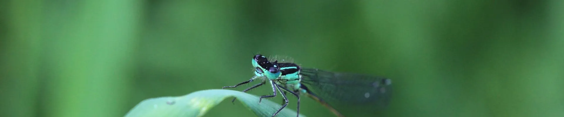 A close-up of a damselfly perched on a curved green blade of grass, with a blurred green background.
