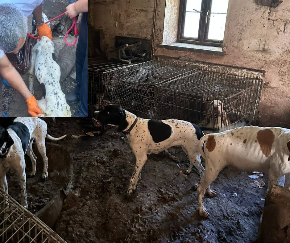 Dogs found at a property in Torfaen