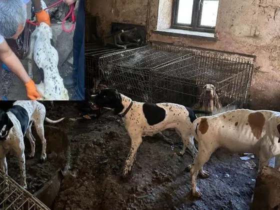 Dogs found at a property in Torfaen