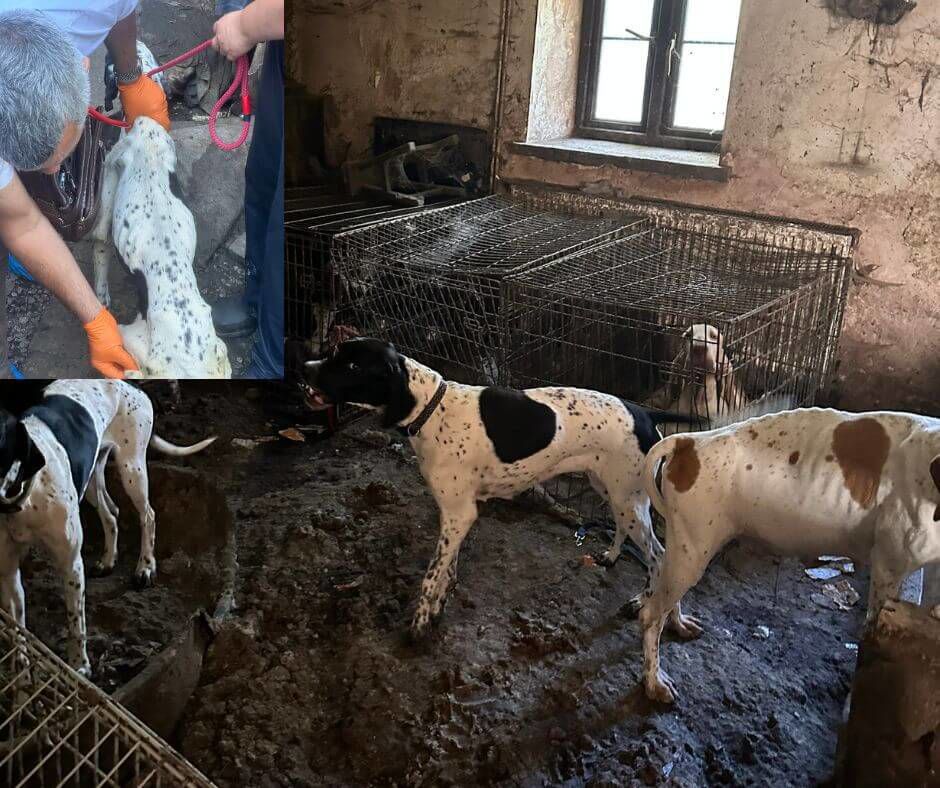 Dogs found at a property in Torfaen