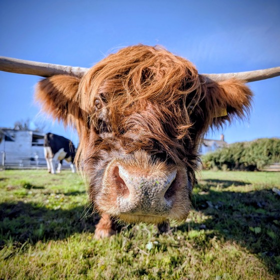 Highland cow looking into the camera lense