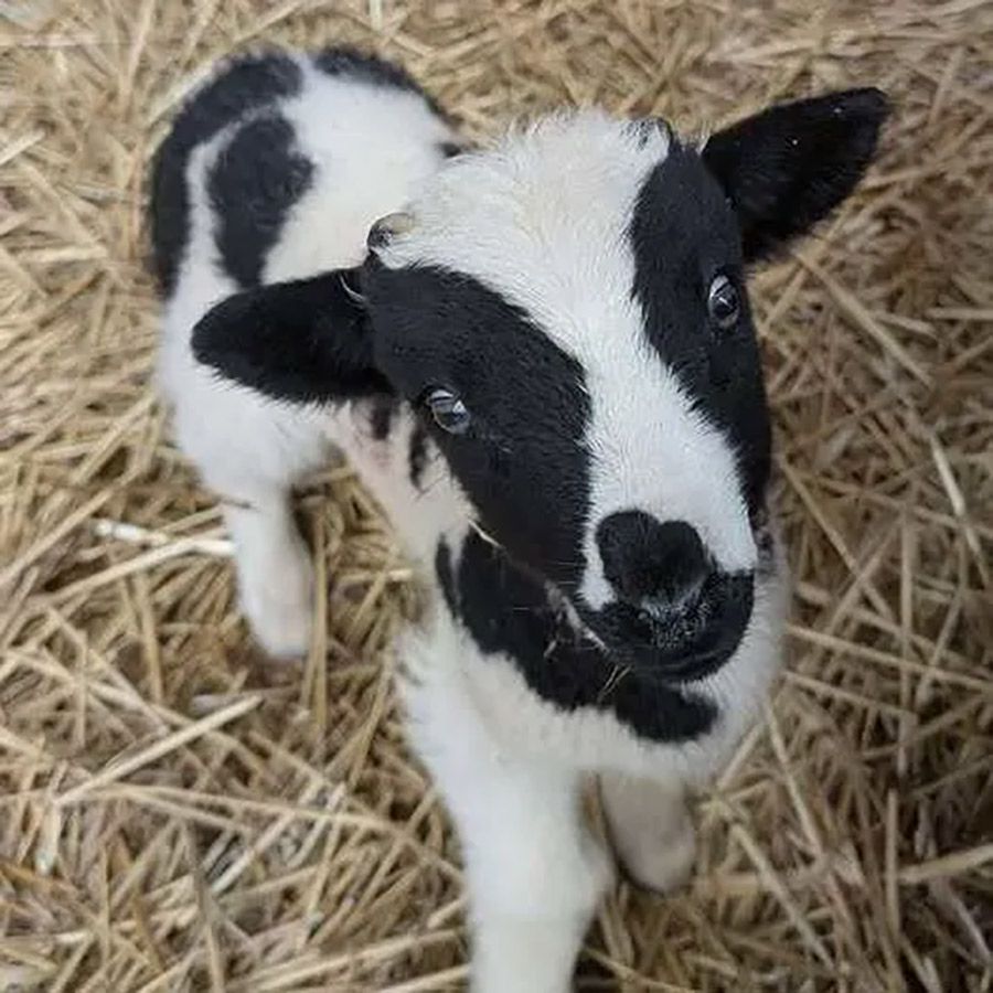 Lamb