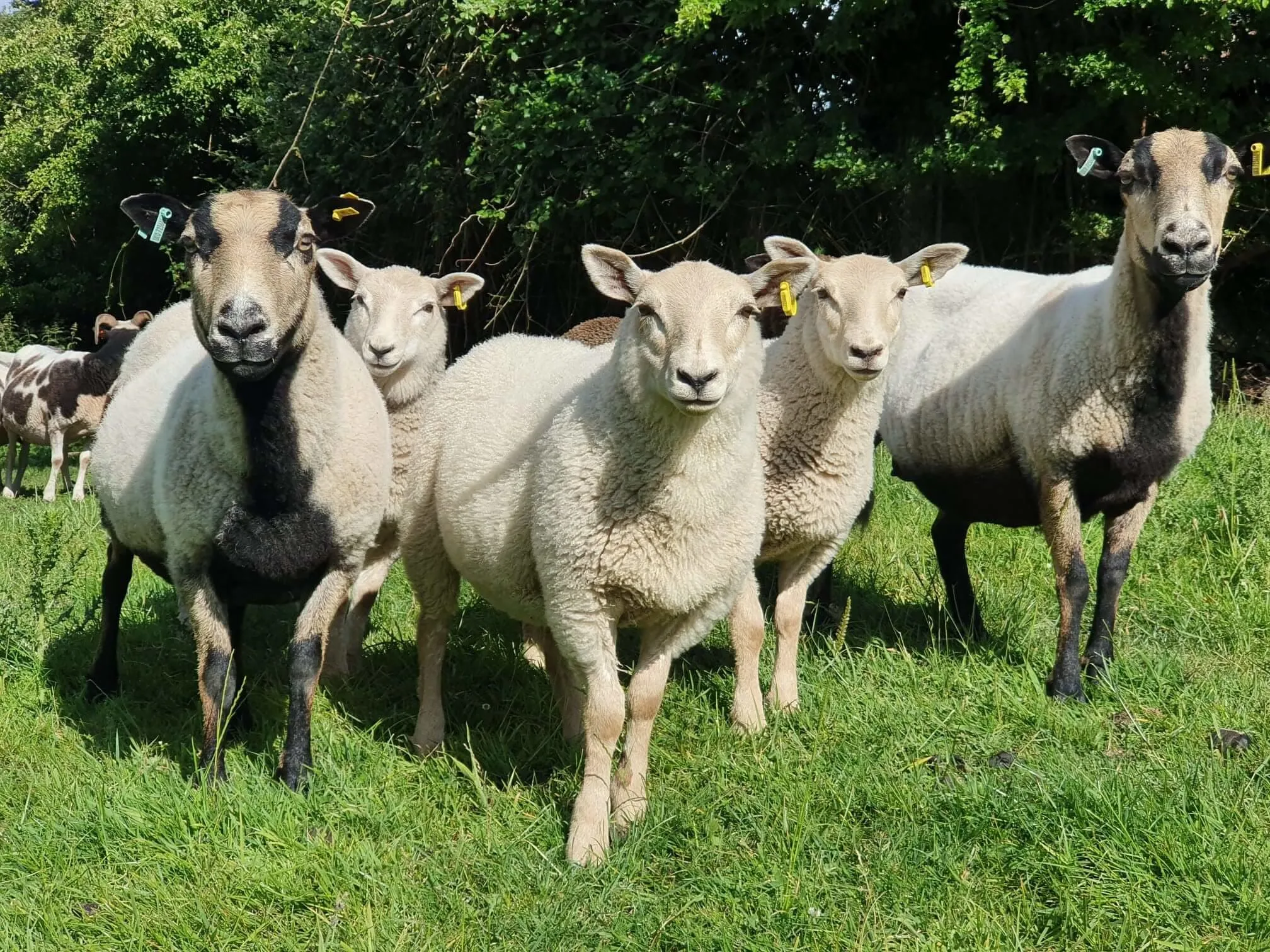 Sheep at Greenmeadow Farm