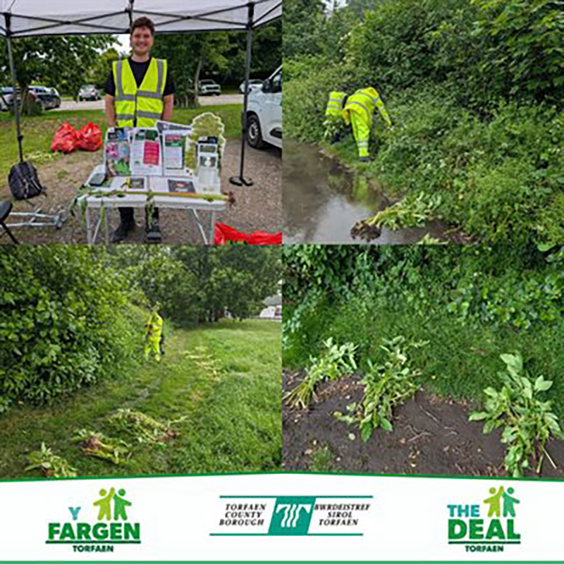 Volunteers taking part in the Big Balsam Bash
