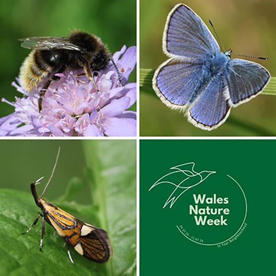 A bee on a purple flower, a blue butterfly, a small orange moth on a leaf, and the Wales Nature Week logo on a green background